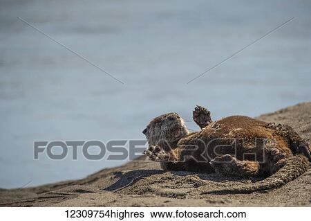 Stock Photograph - North American river otter (Lontra canadensis), Lake Clark National Park; Alaska, United States of America. Fotosearch