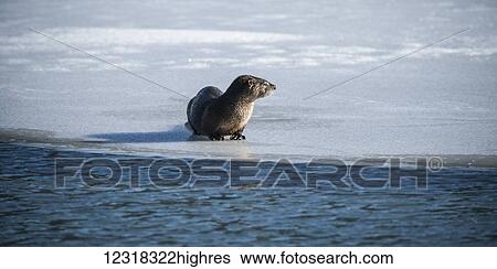 North American river otter (Lontra canadensis) on frozen Eyak Lake near Cordova and Prince William Sound, Alaska in winter; Alaska, United States of America View Large Photo Image Stock Photograph - North American river otter (Lontra canadensis) on frozen Eyak Lake near Cordova and Prince William Sound, Alaska in winter; Alaska, United States of America. Fotosearch