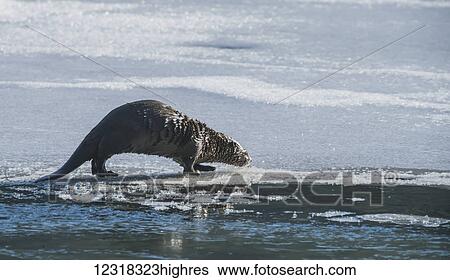 Stock Photograph - North American river otter (Lontra canadensis) on frozen Eyak Lake near Cordova and Prince William Sound, Alaska in winter; Alaska, United States of America. Fotosearch
