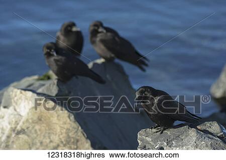 Northwestern crows (Corvus caurinus) perched on rocks in winter near Cordova and Prince William Sound; Alaska, United States of America View Large Photo Image Stock Photograph - Northwestern crows (Corvus caurinus) perched on rocks in winter near Cordova and Prince William Sound; Alaska, United States of America. Fotosearch