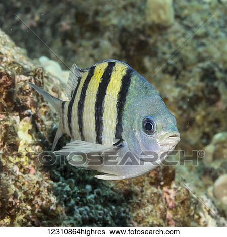 Stock Photograph - Oblique head-on underwater view of the endemic Hawaiian Sargeant (Abudefduf abdominalis) off the Kona coast; Kona, Island of Hawaii, Hawaii, United States of America. Fotosearch