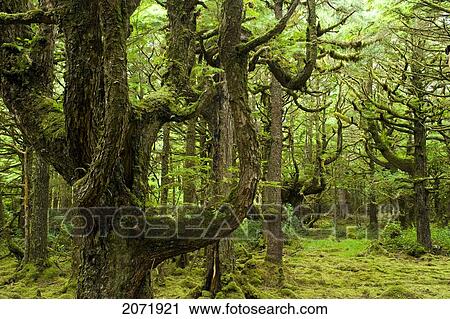 Stock Image - Old Growth Hemlock Trees, Naikoon Provincial Park, Queen Charlotte Islands, British Columbia. Fotosearch