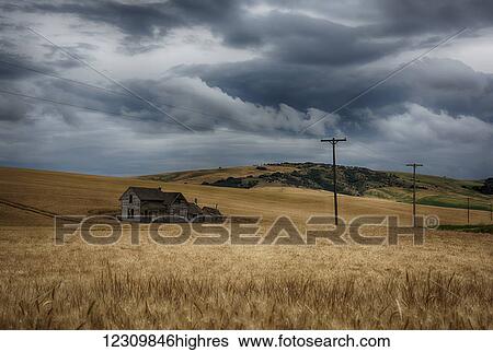 Stock Photograph - Old, rustic wooden house in the middle of a golden field under a stormy sky; Palouse, Washington, United States of America. Fotosearch