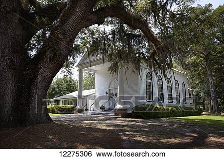 Stock Photograph - Old Southern U. S. wooden church building painted white with large tree with Spanish moss hanging from the branches; South Carolina, United States of America. Fotosearch
