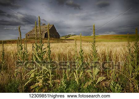 Stock Photograph - Old wooden barn in a wheat field under a cloudy sky; Palouse, Washington, United States of America. Fotosearch