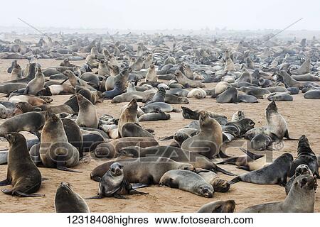 One of the largest colonies of cape fur seals (Arctocephalus pusillus) in the world at Cape Cross Seal Reserve, Skeleton Coast, western Namibia; Namibia View Large Photo Image Stock Photograph - One of the largest colonies of cape fur seals (Arctocephalus pusillus) in the world at Cape Cross Seal Reserve, Skeleton Coast, western Namibia; Namibia. Fotosearch