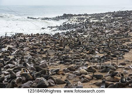 Stock Photograph - One of the largest colonies of cape fur seals (Arctocephalus pusillus) in the world at Cape Cross Seal Reserve, Skeleton Coast, western Namibia; Namibia. Fotosearch