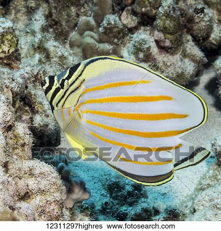 Stock Photograph - Ornate Butterflyfish (Chaetodon ornatissimus) photographed while scuba diving off the Kona coast; Kona, Island of Hawaii, Hawaii, United States of America. Fotosearch