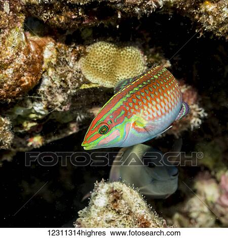 Ornate Wrasse (Halichoeres ornatissimus) poised next to a lava-coral reef on the Kona coast; Kona, Island of Hawaii, Hawaii, United States of America View Large Photo Image Stock Photograph - Ornate Wrasse (Halichoeres ornatissimus) poised next to a lava-coral reef on the Kona coast; Kona, Island of Hawaii, Hawaii, United States of America. Fotosearch