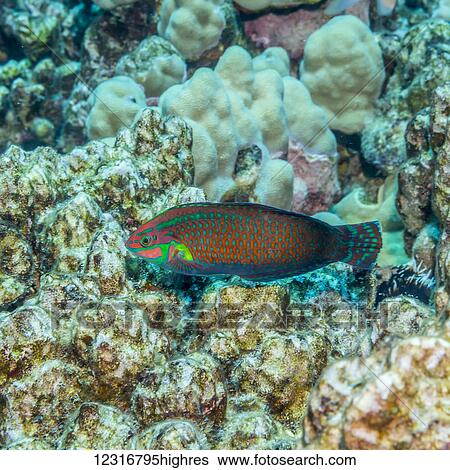 Stock Photograph - Ornate Wrasse (Halichoeres ornatissimus) poised next to a lava-coral reef on the Kona coast; Kona, Island of Hawaii, Hawaii, United States of America. Fotosearch