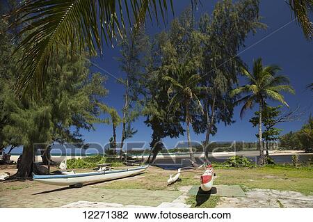 Outrigger canoes and coconut palms on Anahola Beach; Anahola, Kauai, Hawaii, United States of America View Large Photo Image Stock Image - Outrigger canoes and coconut palms on Anahola Beach; Anahola, Kauai, Hawaii, United States of America. Fotosearch