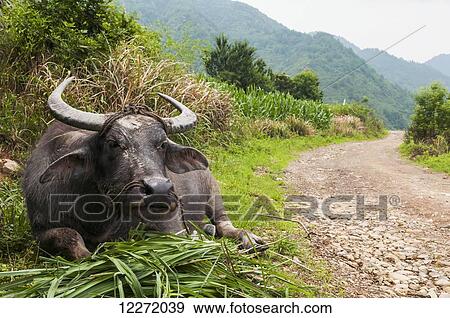Stock Photo - Ox resting after hard work in the rice fields in a small village near Wuyuan; Jiangxi province, China. Fotosearch