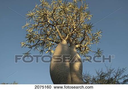 Stock Image - Pachypodium Tree, Reniala Reserve, Mangily, Toliara Province, Madagascar. Fotosearch