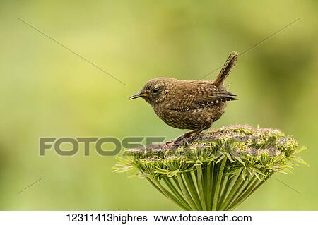 Stock Photograph - Pacific wren (Troglodytes pacificus) perched on wild celery on St. Paul Island in Southwest Alaska; St. Paul Island, Pribilof Islands, Alaska, United States of America. Fotosearch