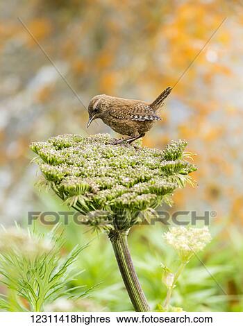 Stock Photograph - Pacific wren (Troglodytes pacificus) perched on wild celery on St. Paul Island in Southwest Alaska; St. Paul Island, Pribilof Islands, Alaska, United States of America. Fotosearch