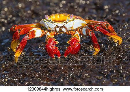 Stock Photograph - Painted crab (Ocypode gaudichaudii); Galapagos Islands, Ecuador. Fotosearch