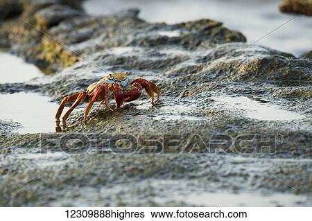 Stock Photograph - Painted crab (Ocypode gaudichaudii); Galapagos Islands, Ecuador. Fotosearch