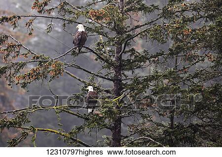 Stock Photograph - Pair of Bald eagles (Haliaeetus leucocephalus) perched in Sitka Spruce tree, South-central Alaska; Alaska, United States of America. Fotosearch