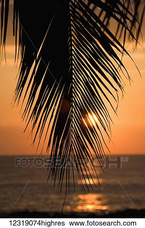Stock Photograph - Palm leaf at sunset; Oahu, Hawaii, United States of America. Fotosearch