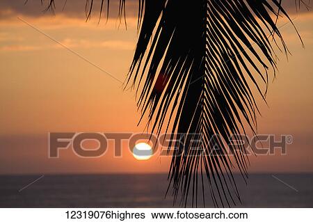 Stock Photograph - Palm leaf at sunset; Oahu, Hawaii, United States of America. Fotosearch