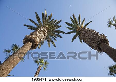 Stock Image - Palm Trees Against Sky In Arica, Arica & Parinacota Region, Chile. Fotosearch