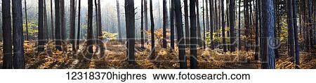 Stock Photograph - Panorama of pine trees in a forest; Surrey, England. Fotosearch