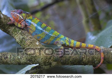 Stock Photo - Panther Chameleon (Furcifer Pardalis), Marozevo, Toamasina Province, Madagascar. Fotosearch