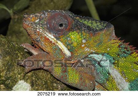 Stock Photo - Panther Chameleon (Furcifer Pardalis), Marozevo, Toamasina Province, Madagascar. Fotosearch