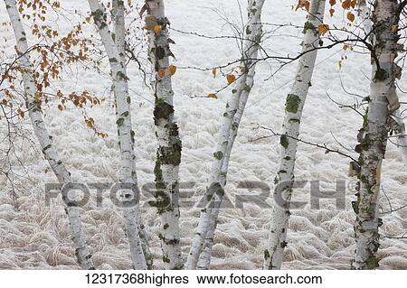 Stock Photograph - Paper birch trees frame a frost covered wetland of sedge grasses in Hubbard County; Minnesota, United States of America. Fotosearch