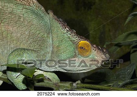 Parsons Chameleon (Calumma Parsonii), Marozevo, Toamasina Province, Madagascar View Large Photo Image Picture - Parsons Chameleon (Calumma Parsonii), Marozevo, Toamasina Province, Madagascar. Fotosearch