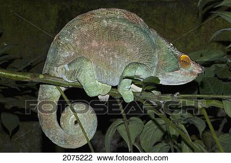 Stock Image - Parsons Chameleon (Calumma Parsonii), Marozevo, Toamasina Province, Madagascar. Fotosearch