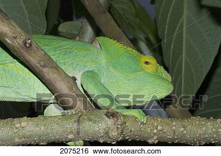 Stock Photograph - Parsons Chameleon (Calumma Parsonii), Marozevo, Toamasina Province, Madagascar. Fotosearch