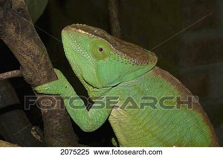 Stock Photography - Parsons Chameleon (Calumma Parsonii), Marozevo, Toamasina Province, Madagascar. Fotosearch