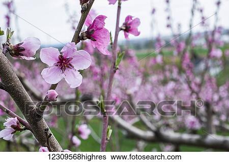 Stock Photograph - Peach orchard in blossom; Lancaster, Pennsylvania, United States of America. Fotosearch