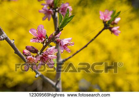 Stock Photograph - Peach orchard in blossom; Lancaster, Pennsylvania, United States of America. Fotosearch