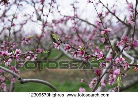 Peach orchard in blossom; Lancaster, Pennsylvania, United States of America View Large Photo Image Stock Photograph - Peach orchard in blossom; Lancaster, Pennsylvania, United States of America. Fotosearch