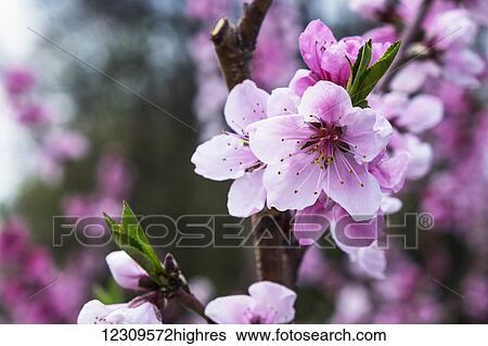Stock Photograph - Peach orchard in blossom; Lancaster, Pennsylvania, United States of America. Fotosearch