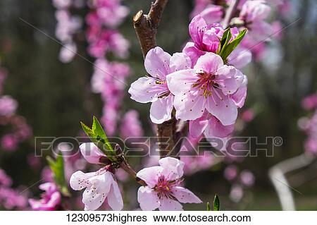 Stock Photograph - Peach orchard in blossom; Lancaster, Pennsylvania, United States of America. Fotosearch