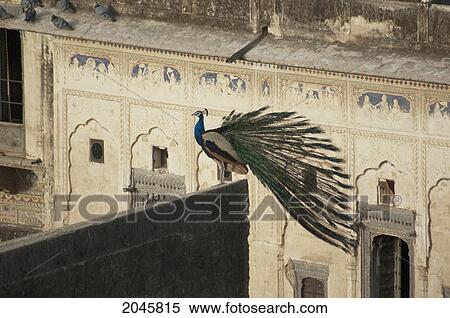 Stock Photography - Peacock Atop The Ruins Next To Castle Mandawa, Rajasthan, India. Fotosearch
