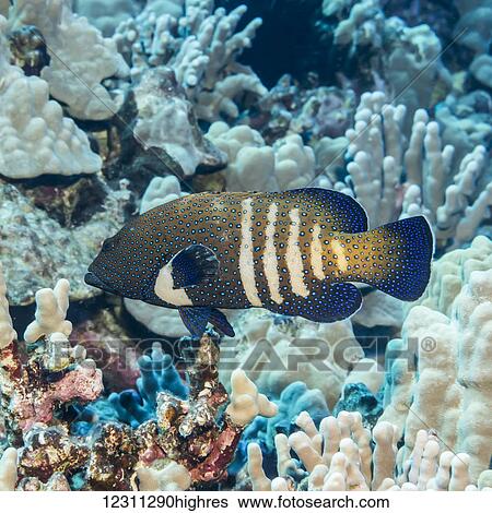 Stock Photograph - Peacock Grouper (Cephalopholis argus) surrounded by coral that was photographed while scuba diving the Kona coast; Kona, Island of Hawaii, Hawaii, United States of America. Fotosearch