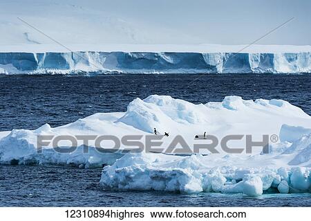 Stock Photograph - Penguins on an iceberg; Antarctica. Fotosearch