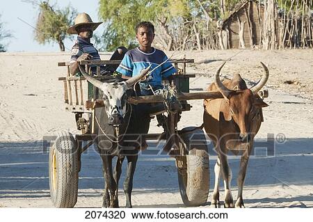 Stock Image - People On A Bullock Cart Near Mangily, Toliara Province, Madagascar. Fotosearch