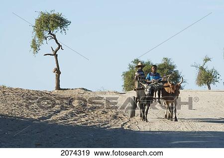 People On A Bullock Cart Near Mangily, Toliara Province, Madagascar View Large Photo Image Stock Photo - People On A Bullock Cart Near Mangily, Toliara Province, Madagascar. Fotosearch
