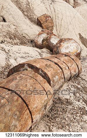 Stock Photograph - Petrified forest; Arizona, United States of America. Fotosearch