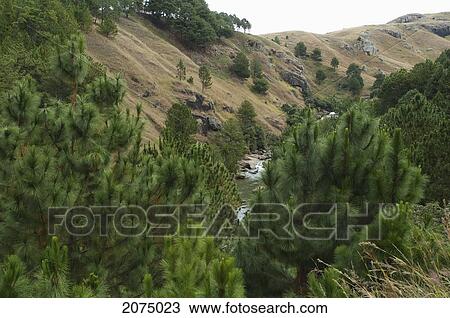 Stock Image - Pine Forest On The Road Between Antananarivo & Ambositra, Antananarivo Province, Madagascar. Fotosearch