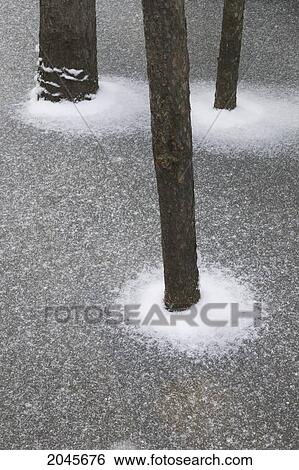 Pine Trees Trunks In Ice, Athabasca Falls, Jasper National Park, Alberta Canada. View Large Photo Image Stock Photograph - Pine Trees Trunks In Ice, Athabasca Falls, Jasper National Park, Alberta Canada.. Fotosearch
