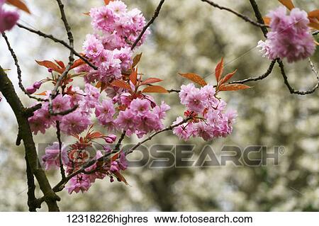 Stock Photograph - Pink blossoms on a tree; Gateshead, Tyne and Wear, England. Fotosearch