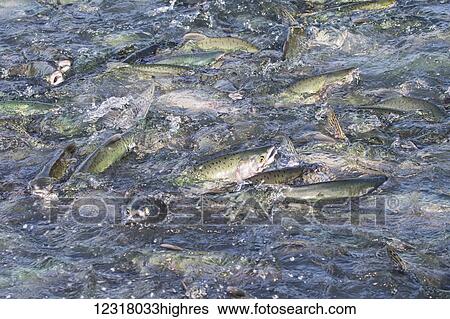 Stock Photograph - Pink Salmon (Oncorhynchus gorbuscha) churn up the water there at the fish weir at the fish hatchery at Allison Point outside of Valdez; Alaska, United States of America. Fotosearch