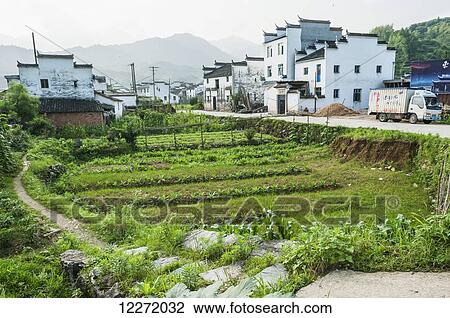 Stock Image - Plants planted in a row in a small field and buildings of traditional Chinese architecture in a village near Wuyuan; Jiangxi province, China. Fotosearch