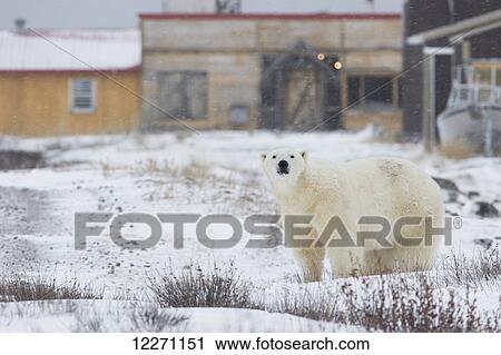 Stock Image - Polar bear standing in front of some buildings in a snow storm near Churchill; Manitoba, Canada. Fotosearch